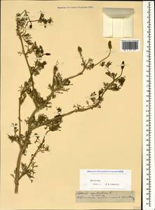 Adonis aestivalis L., Caucasus, Dagestan (K2) (Russia)