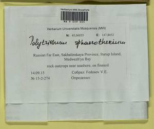 Polytrichastrum sphaerothecium (Besch.) J.-P. Frahm, Bryophytes, Bryophytes - Russian Far East (excl. Chukotka & Kamchatka) (B20) (Russia)