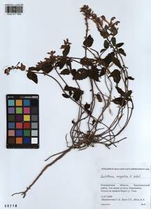 Scutellaria mongolica Sobolevsk., Siberia, Altai & Sayany Mountains (S2) (Russia)