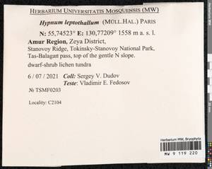 Hypnum leptothallum Paris, Bryophytes, Bryophytes - Russian Far East (excl. Chukotka & Kamchatka) (B20) (Russia)