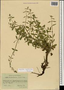 Nepeta cyanea subsp. cyanea, Caucasus, Stavropol Krai, Karachay-Cherkessia & Kabardino-Balkaria (K1b) (Russia)