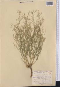 Gypsophila diffusa Fisch. & C. A. Mey. ex Rupr., Middle Asia, Caspian Ustyurt & Northern Aralia (M8) (Kazakhstan)