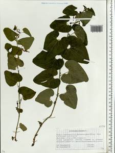 Aristolochia clematitis L., Eastern Europe, Belarus (E3a) (Belarus)