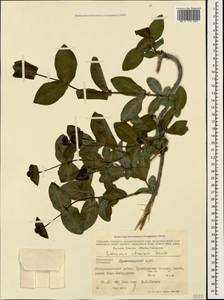 Lonicera etrusca Santi, Caucasus, Black Sea Shore (from Novorossiysk to Adler) (K3) (Russia)