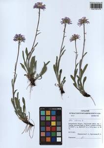 Aster alpinus L., Siberia, Altai & Sayany Mountains (S2) (Russia)