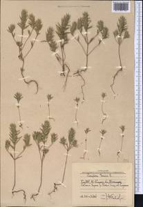 Ziziphora tenuior L., Middle Asia, Western Tian Shan & Karatau (M3) (Uzbekistan)