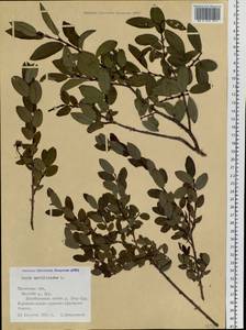 Salix myrtilloides L., Siberia, Western Siberia (S1) (Russia)