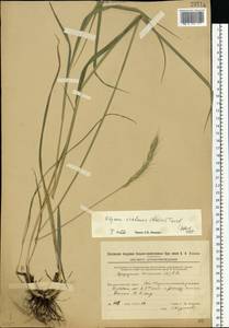 Elymus uralensis (Nevski) Tzvelev, Eastern Europe, Eastern region (E10) (Russia)