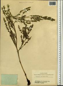 Artemisia pubescens Ledeb., Siberia, Western Siberia (S1) (Russia)