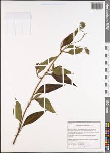 Helianthus tuberosus L., Eastern Europe, Belarus (E3a) (Belarus)