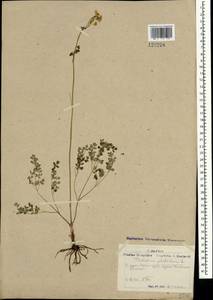 Thalictrum petaloideum L., Mongolia (MONG) (Mongolia)