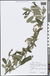 Salix triandra L., Eastern Europe, Moscow region (E4a) (Russia)