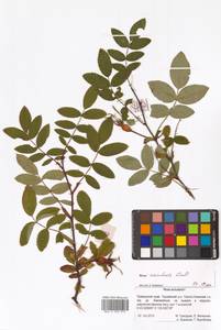 Rosa acicularis Lindl., Siberia, Russian Far East (S6) (Russia)