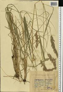 Calamagrostis epigejos (L.) Roth, Eastern Europe, North Ukrainian region (E11) (Ukraine)