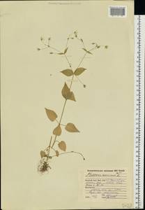 Stellaria nemorum L., Eastern Europe, Northern region (E1) (Russia)