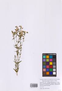 Hypericum elegans Steph. ex Willd., Eastern Europe, Moscow region (E4a) (Russia)