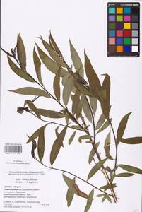 Salix alba × fragilis, Eastern Europe, Central region (E4) (Russia)