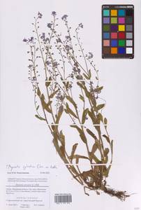 Myosotis sylvatica Ehrh. ex Hoffm., Eastern Europe, Moscow region (E4a) (Russia)