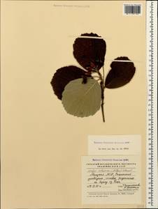 Sorbus subfusca (Ledeb. ex Nordm.) Boiss., Caucasus, Abkhazia (K4a) (Abkhazia)