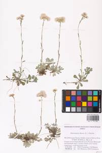 Antennaria dioica (L.) Gaertn., Eastern Europe, Northern region (E1) (Russia)