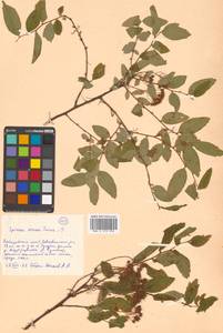 Spiraea media Schmidt, Siberia, Russian Far East (S6) (Russia)