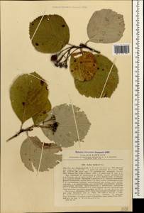 Aria stankovii (Juz.) Sennikov & Kurtto, Caucasus, Abkhazia (K4a) (Abkhazia)