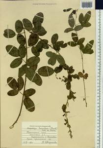 Lespedeza tomentosa (Thunb.)Maxim., Siberia, Russian Far East (S6) (Russia)