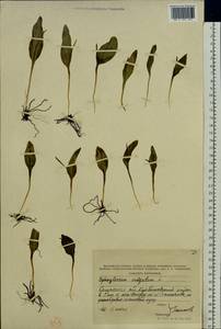 Ophioglossum vulgatum L., Eastern Europe, Central region (E4) (Russia)