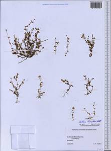 Stellaria humifusa Rottb., Western Europe (EUR) (Svalbard and Jan Mayen)