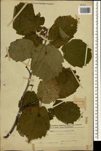 Corylus avellana L., Caucasus, Azerbaijan (K6) (Azerbaijan)