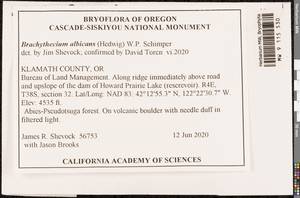 Brachythecium albicans (Hedw.) Schimp., Bryophytes, Bryophytes - America (BAm) (United States)