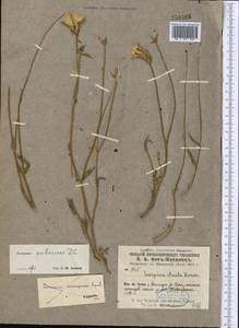 Pseudopodospermum pubescens (DC.) Zaika, Sukhor. & N. Kilian, Middle Asia, Syr-Darian deserts & Kyzylkum (M7) (Uzbekistan)