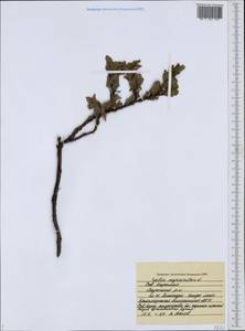 Salix myrsinites L., Eastern Europe, Northern region (E1) (Russia)