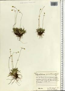 Tofieldia pusilla (Michx.) Pers., Eastern Europe, Northern region (E1) (Russia)