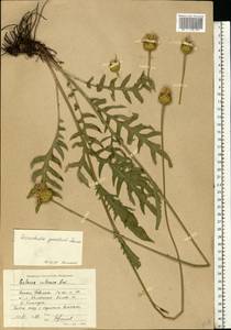 Klasea radiata subsp. gmelinii (Tausch) L. Martins, Eastern Europe, Lower Volga region (E9) (Russia)