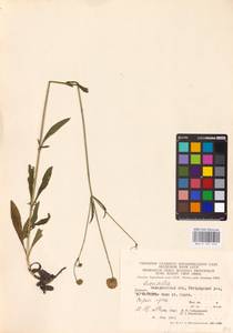 Succisella inflexa (Kluk) Beck, Eastern Europe, West Ukrainian region (E13) (Ukraine)