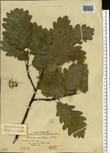 Quercus petraea (Matt.) Liebl., Eastern Europe, West Ukrainian region (E13) (Ukraine)