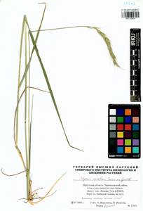 Elymus dahuricus Griseb., Siberia, Baikal & Transbaikal region (S4) (Russia)