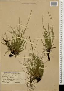 Gelasia seidlitzii (Boiss.) Zaika, Sukhor. & N. Kilian, Caucasus, Krasnodar Krai & Adygea (K1a) (Russia)