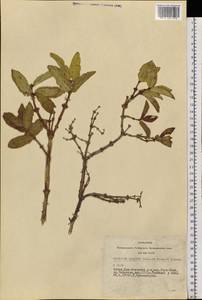 Lonicera hispida Pall. ex Roem. & Schult., Siberia, Altai & Sayany Mountains (S2) (Russia)