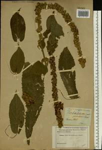 Verbascum densiflorum Bertol., Eastern Europe, South Ukrainian region (E12) (Ukraine)
