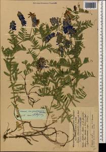 Vicia tenuifolia subsp. subalpina (Grossh.) Zernov, Caucasus, South Ossetia (K4b) (South Ossetia)