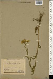 Achillea setacea Waldst. & Kit., Caucasus, Armenia (K5) (Armenia)