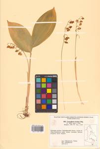 Convallaria keiskei Miq., Siberia, Russian Far East (S6) (Russia)