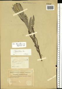 Jacobaea paludosa subsp. lanata (Holub) B. Nord., Eastern Europe, Central region (E4) (Russia)