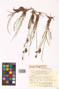 Carex bigelowii Torr. ex Schwein., Siberia, Chukotka & Kamchatka (S7) (Russia)
