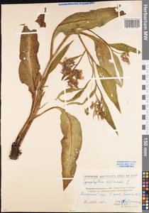Symphytum officinale L., Eastern Europe, North Ukrainian region (E11) (Ukraine)