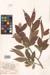 Salix pentandra L., Middle Asia, Dzungarian Alatau & Tarbagatai (M5) (Kazakhstan)