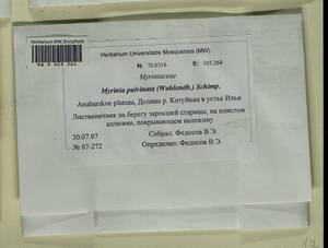 Myrinia pulvinata (Wahlenb.) Schimp., Bryophytes, Bryophytes - Krasnoyarsk Krai, Tyva & Khakassia (B17) (Russia)