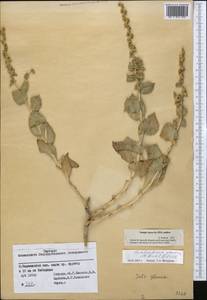 Halothamnus glaucus (M. Bieb.) Botsch., Middle Asia, Pamir & Pamiro-Alai (M2) (Tajikistan)